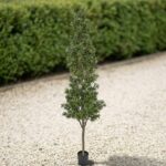 Podocarpus Cone Topiary Tree, 8 ft