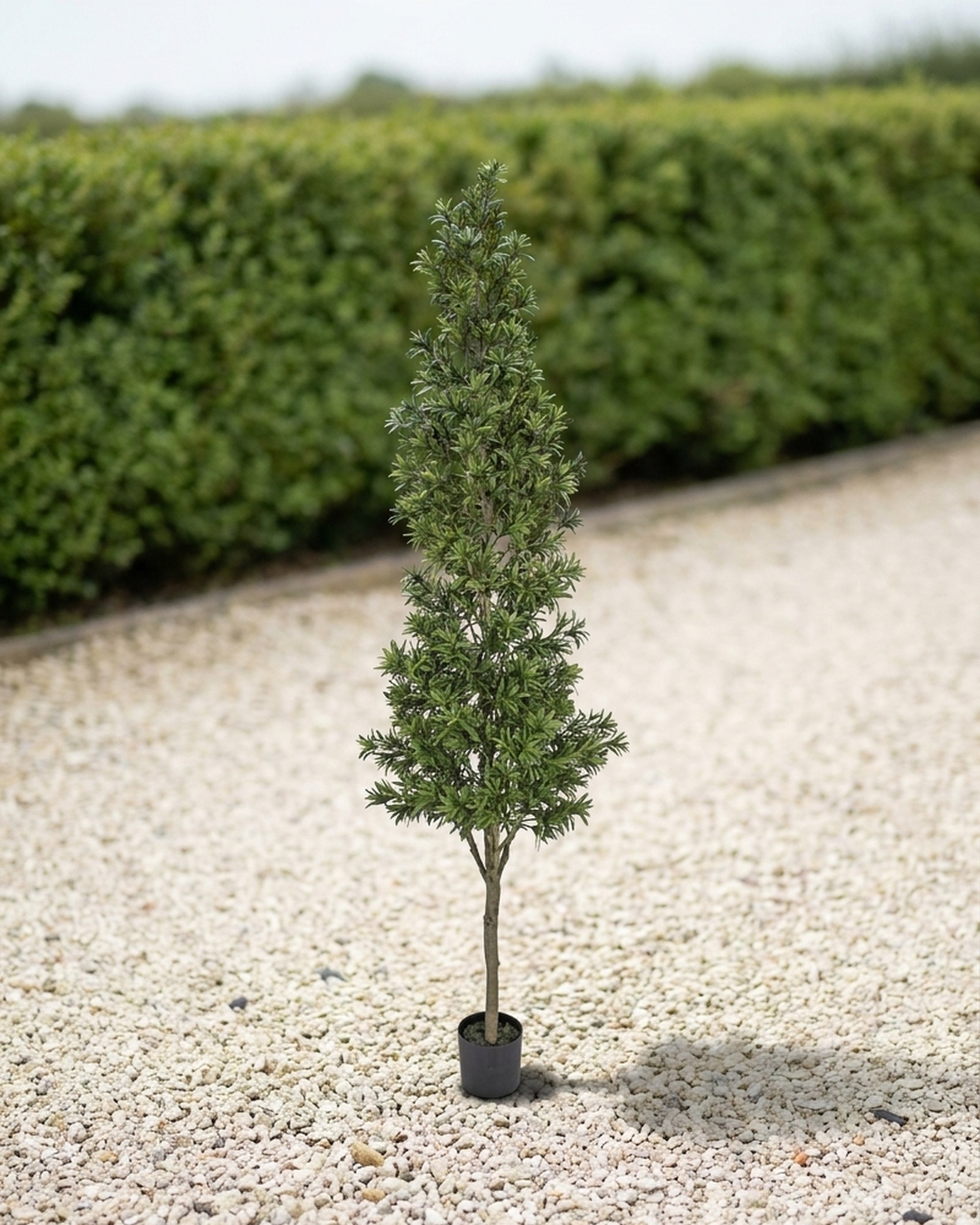 Podocarpus Cone Topiary Tree, 8 ft Podocarpus Cone Topiary Tree, 8 ft