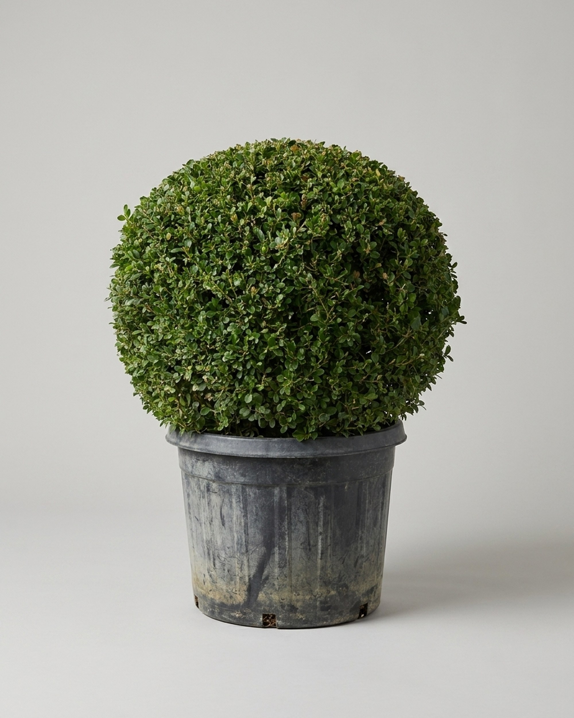 Live Boxwood Ball Topiary, 24 to 27 inches Tall