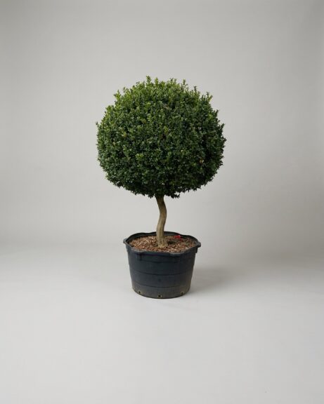 81-84 Inch Live Boxwood Ball Topiary on a Stem