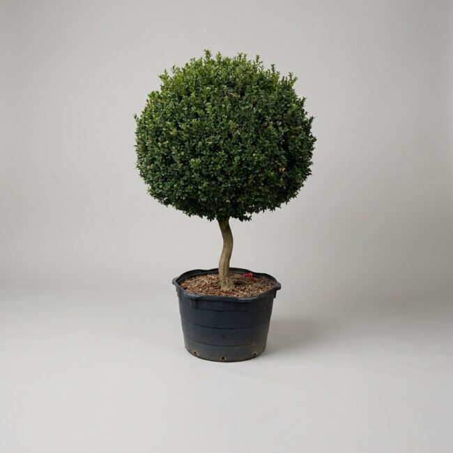 81-84 Inch Live Boxwood Ball Topiary on a Stem