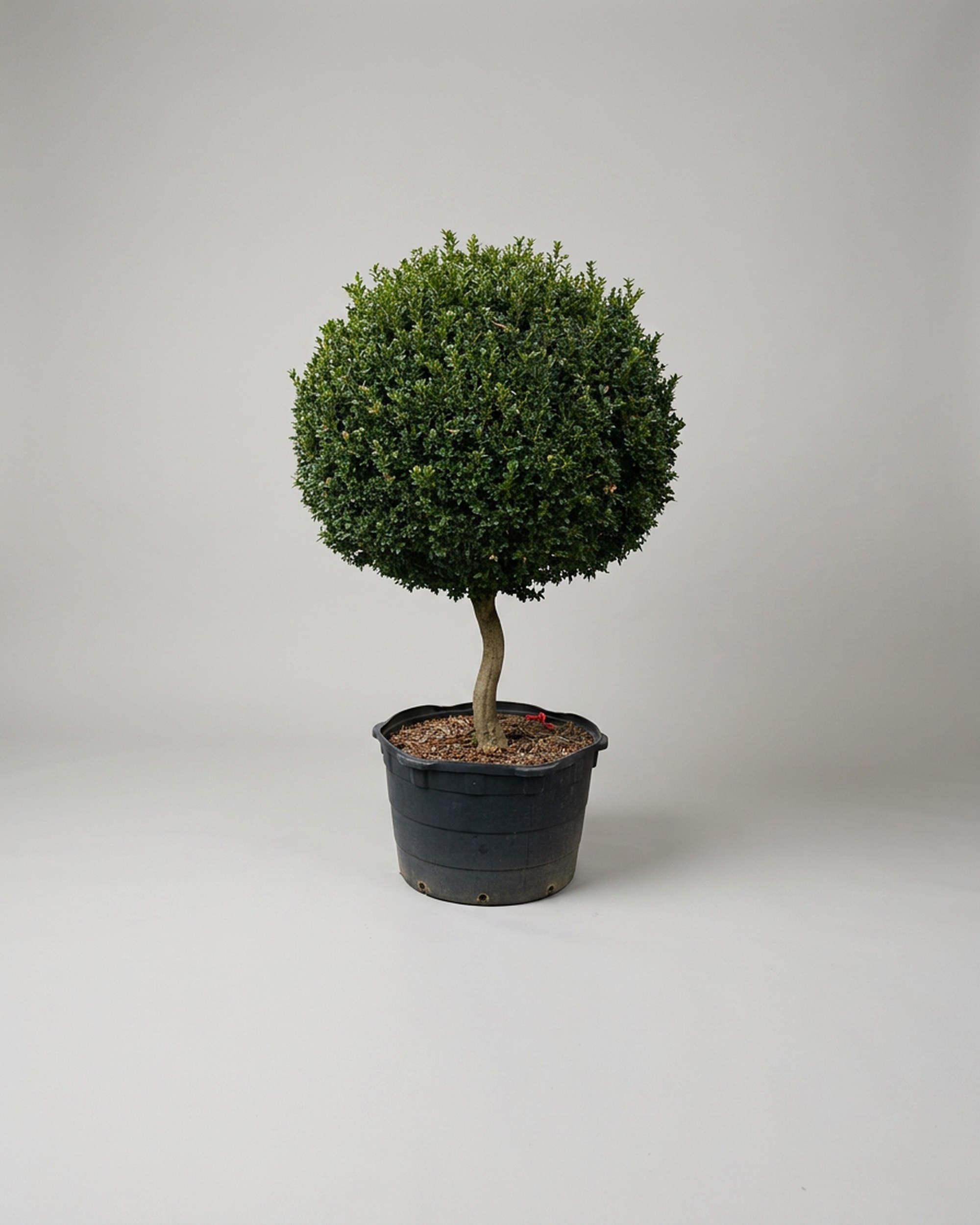 81-84 Inch Live Boxwood Ball Topiary on a Stem 81-84 Inch Live Boxwood Ball Topiary on a Stem