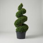 Boxwood Spiral Topiary, 9 ft