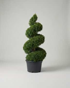 Boxwood Spiral Topiary, 9 ft