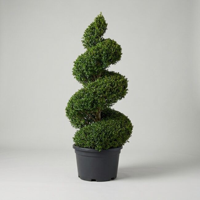 Boxwood Spiral Topiary, 9 ft