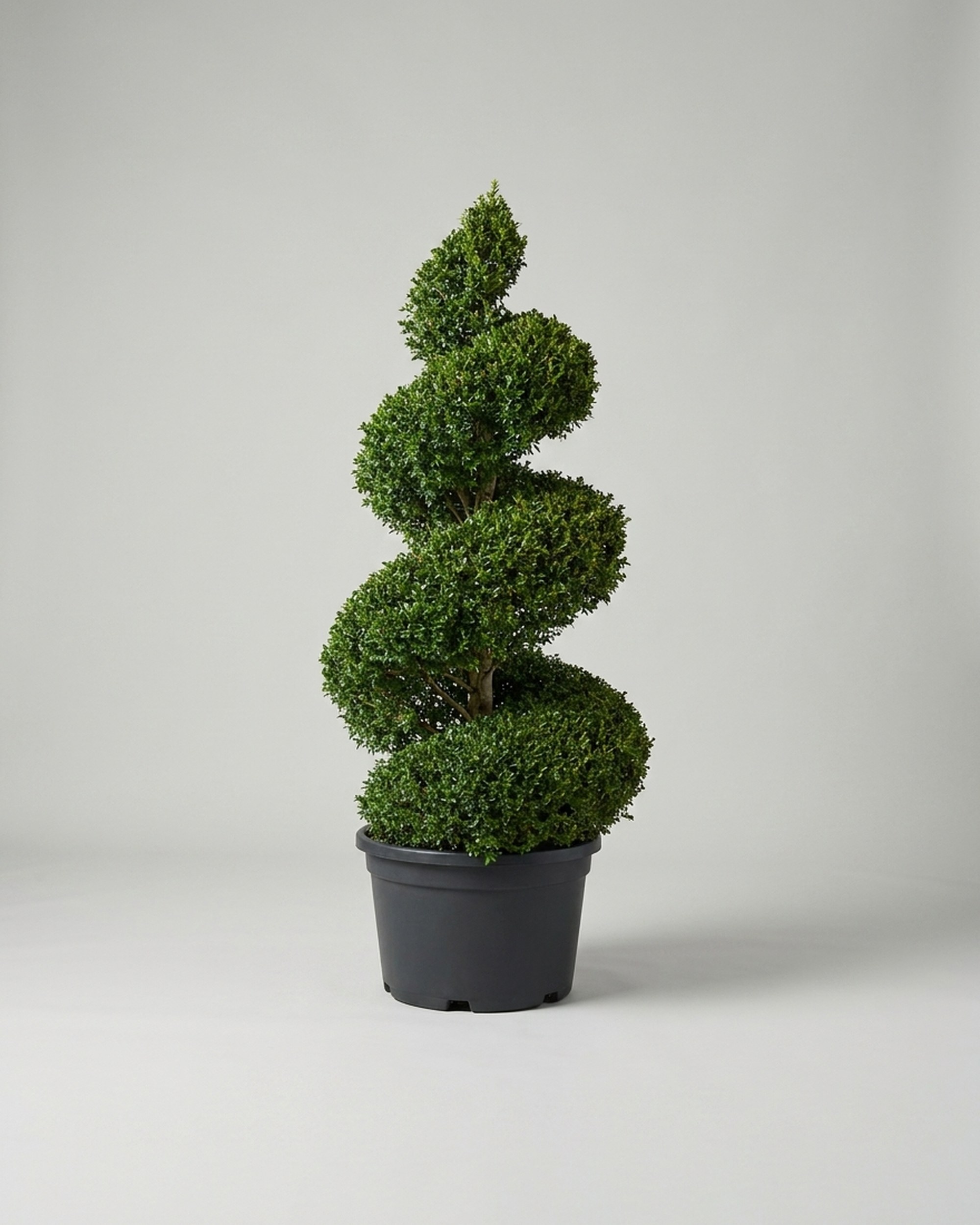 Boxwood Spiral Topiary, 9 ft