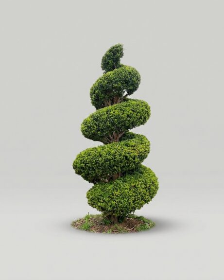 Live Boxwood Topiary Plants & Trees