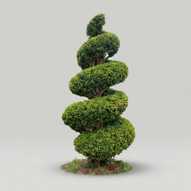 Live Boxwood Topiary Plants & Trees