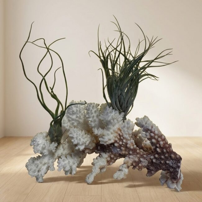 Stricata Midnight & Butzii on Coral Rock