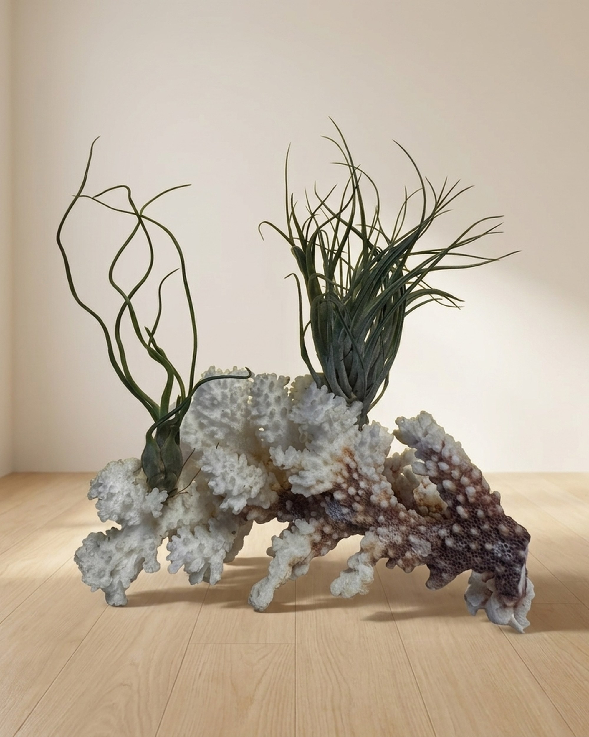 Stricata Midnight & Butzii on Coral Rock