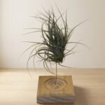 Stricata Midnight Air Plant on a Wood Square Block