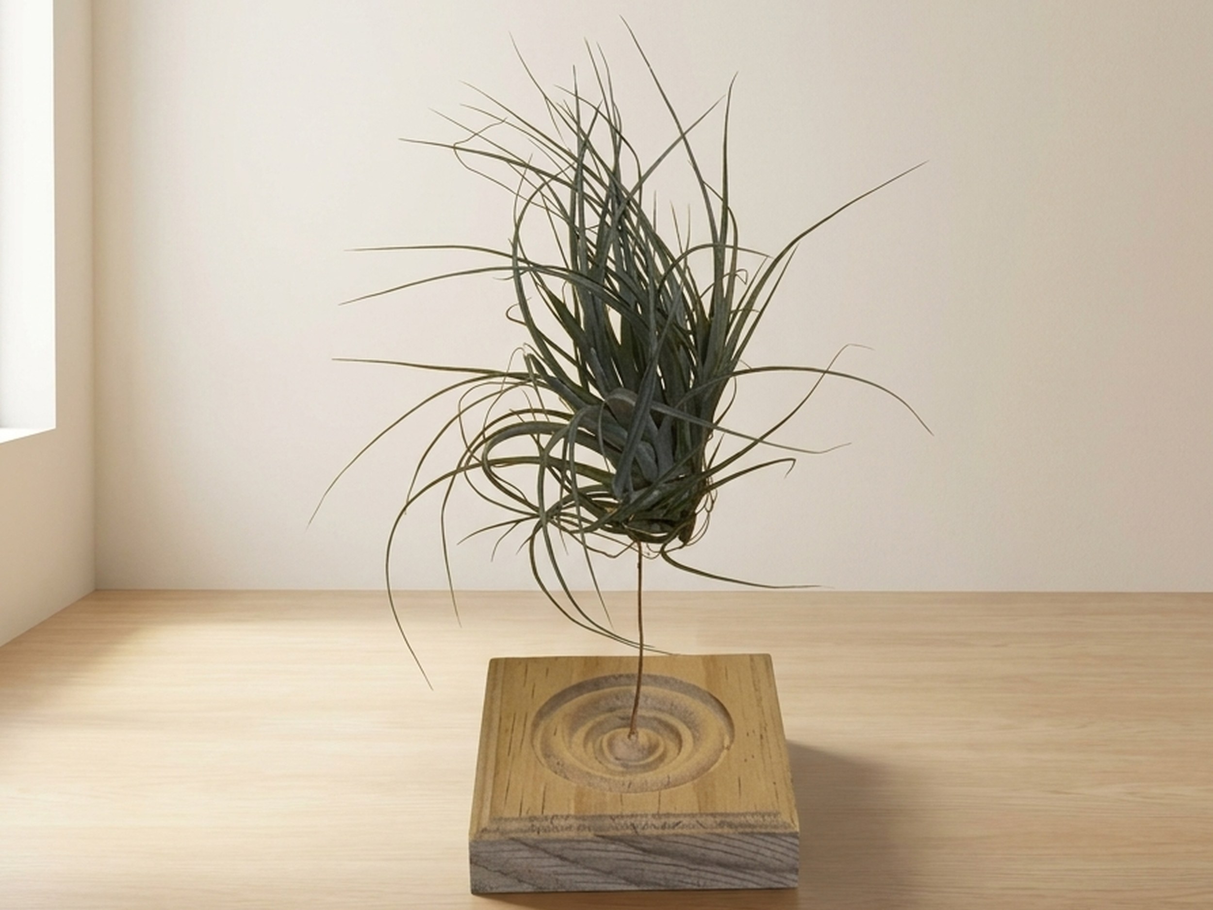 Stricata Midnight Air Plant on a Wood Square Block