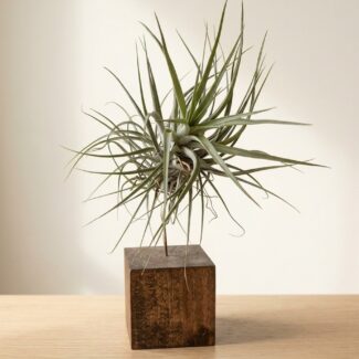 Airplants Stricta Inverta on a Wood Block