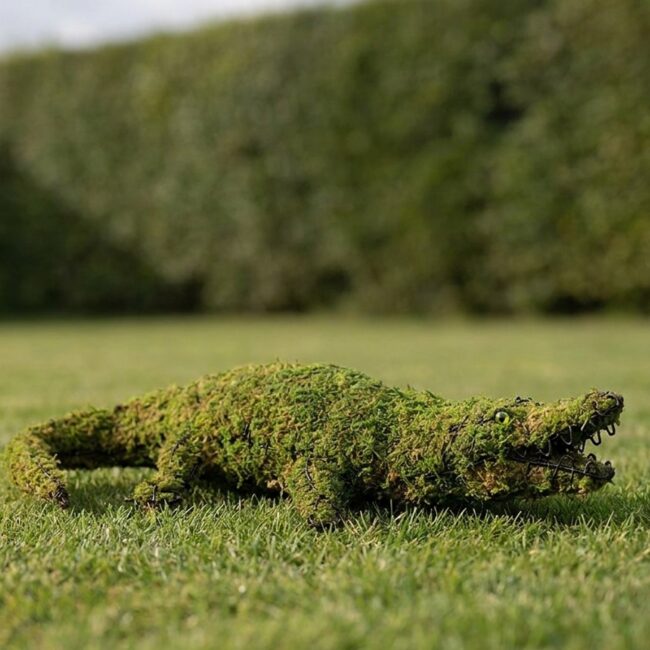 Mossed Alligator Topiary, 49 inch Long