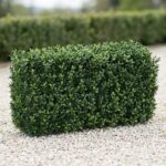 UV Boxwood Hedge Topiary, 24 x 11 x 12 in
