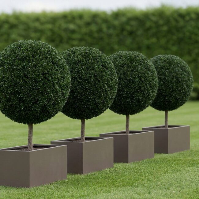Extra-Large Ball Topiary, 36 in