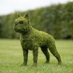 Boston Terrier Topiary, 20 in (Mossed)