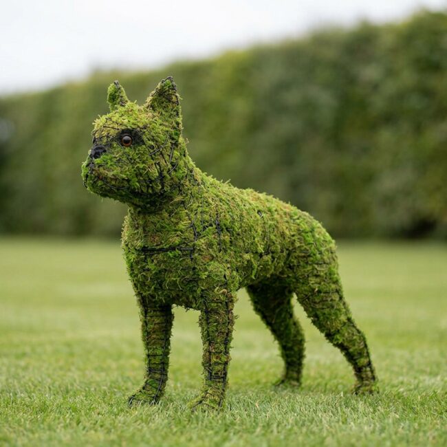 Boston Terrier Topiary, 20 in (Mossed)