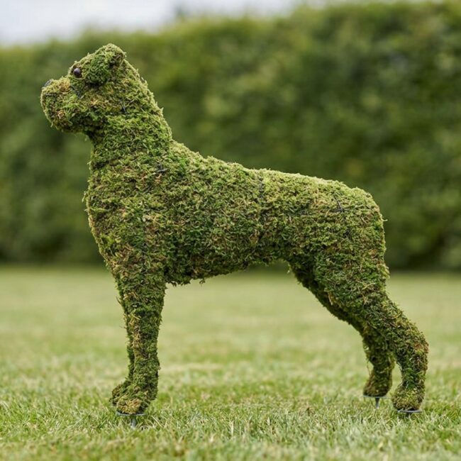 Boxer Topiary, 31 Inch (Mossed)