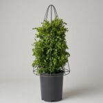 Boxwood Cone DIY Topiary Shaping Frame