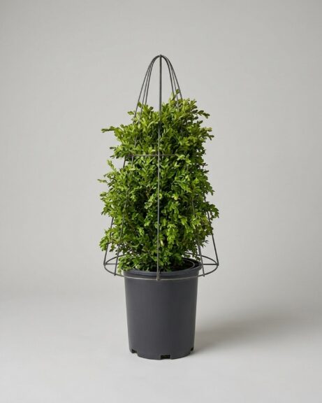 Boxwood Cone DIY Topiary Shaping Frame
