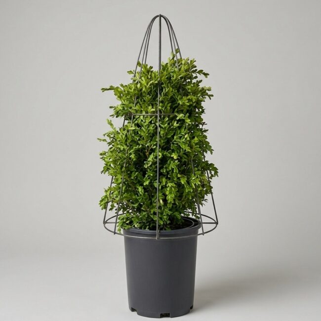Boxwood Cone DIY Topiary Shaping Frame
