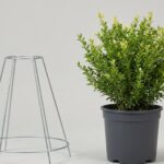 Boxwood Cone DIY Topiary Shaping Frame