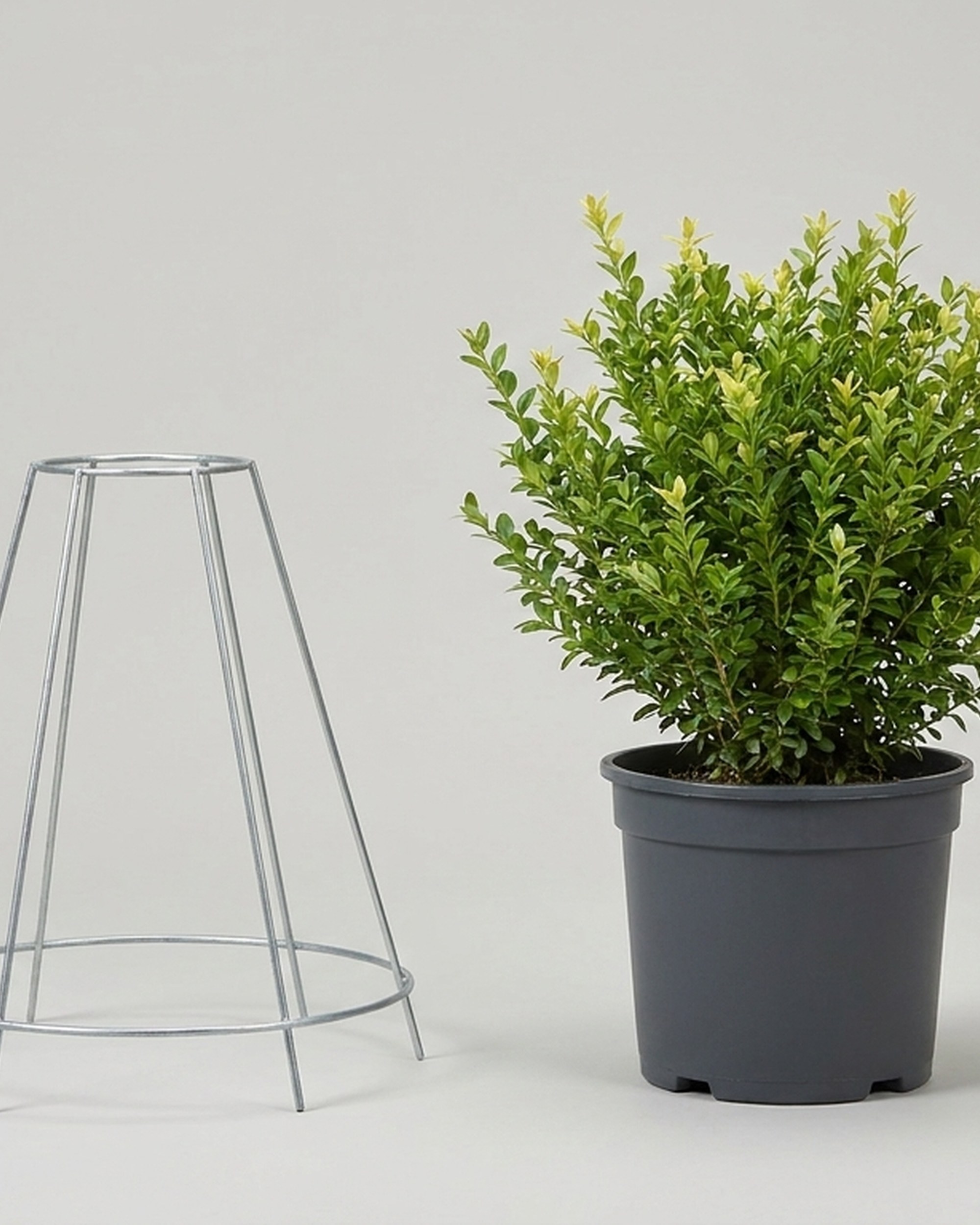 Boxwood Cone DIY Shaping Topiary, Wire frame Boxwood Cone DIY Shaping Topiary, Wire frame