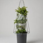 Boxwood Cone DIY Topiary Shaping Frame