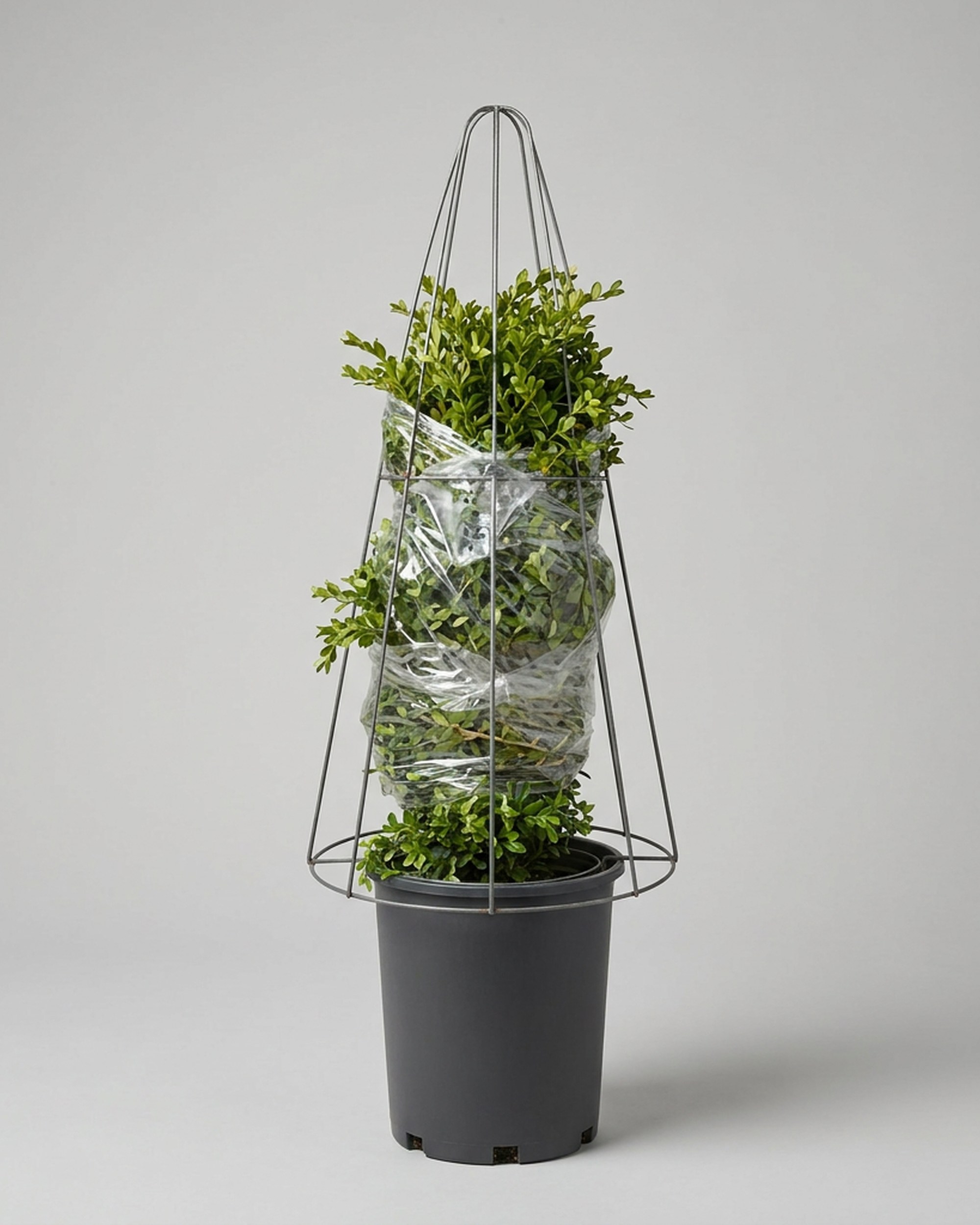Boxwood Cone DIY Shaping Topiary, Wire frame Boxwood Cone DIY Shaping Topiary, Wire frame