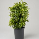 Boxwood Cone DIY Topiary Shaping Frame