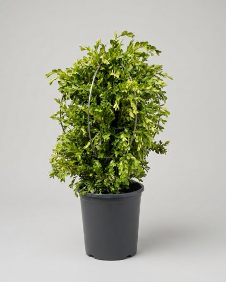 Boxwood Cone DIY Topiary Shaping Frame