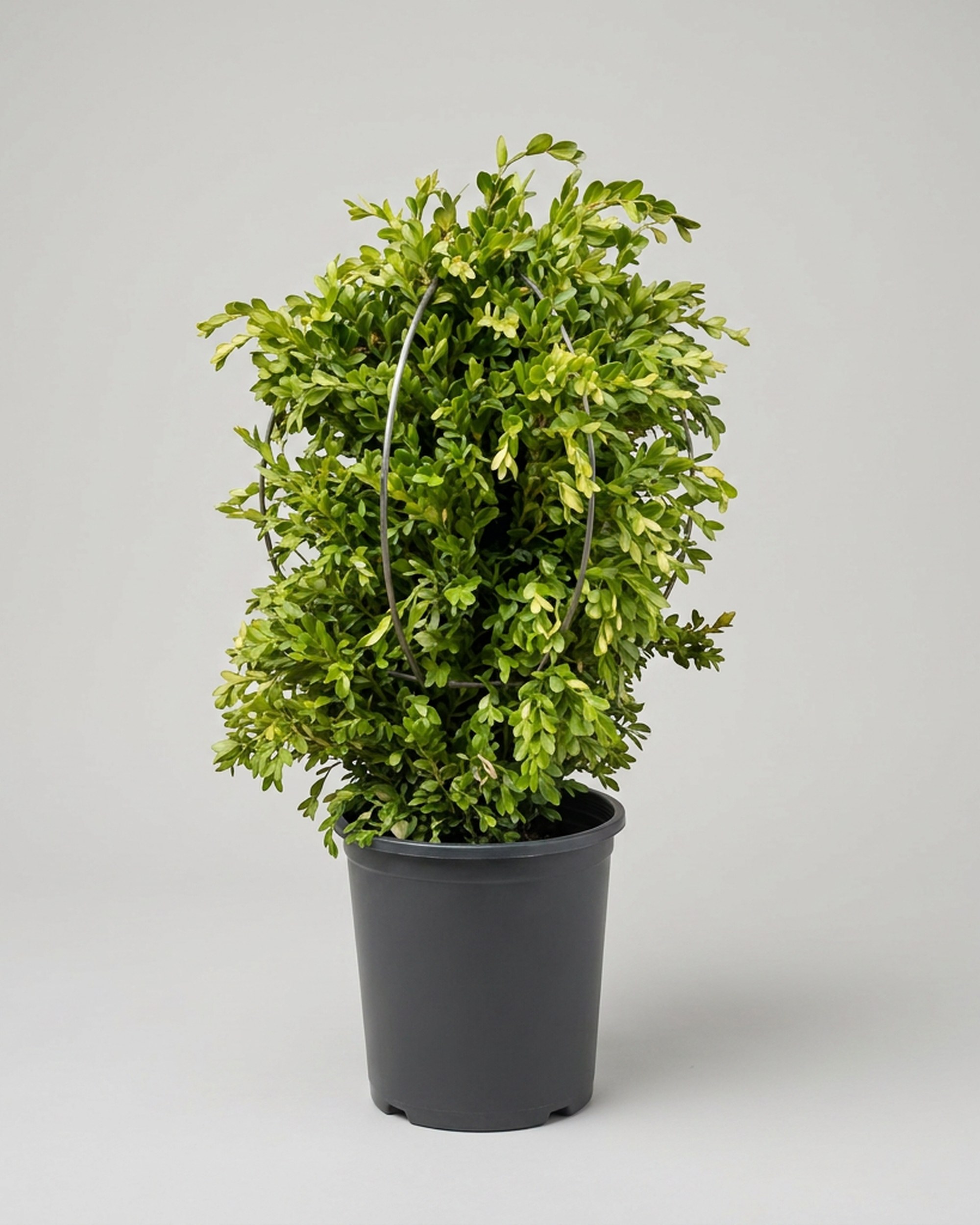 Boxwood Cone DIY Shaping Topiary, Wire frame Boxwood Cone DIY Shaping Topiary, Wire frame