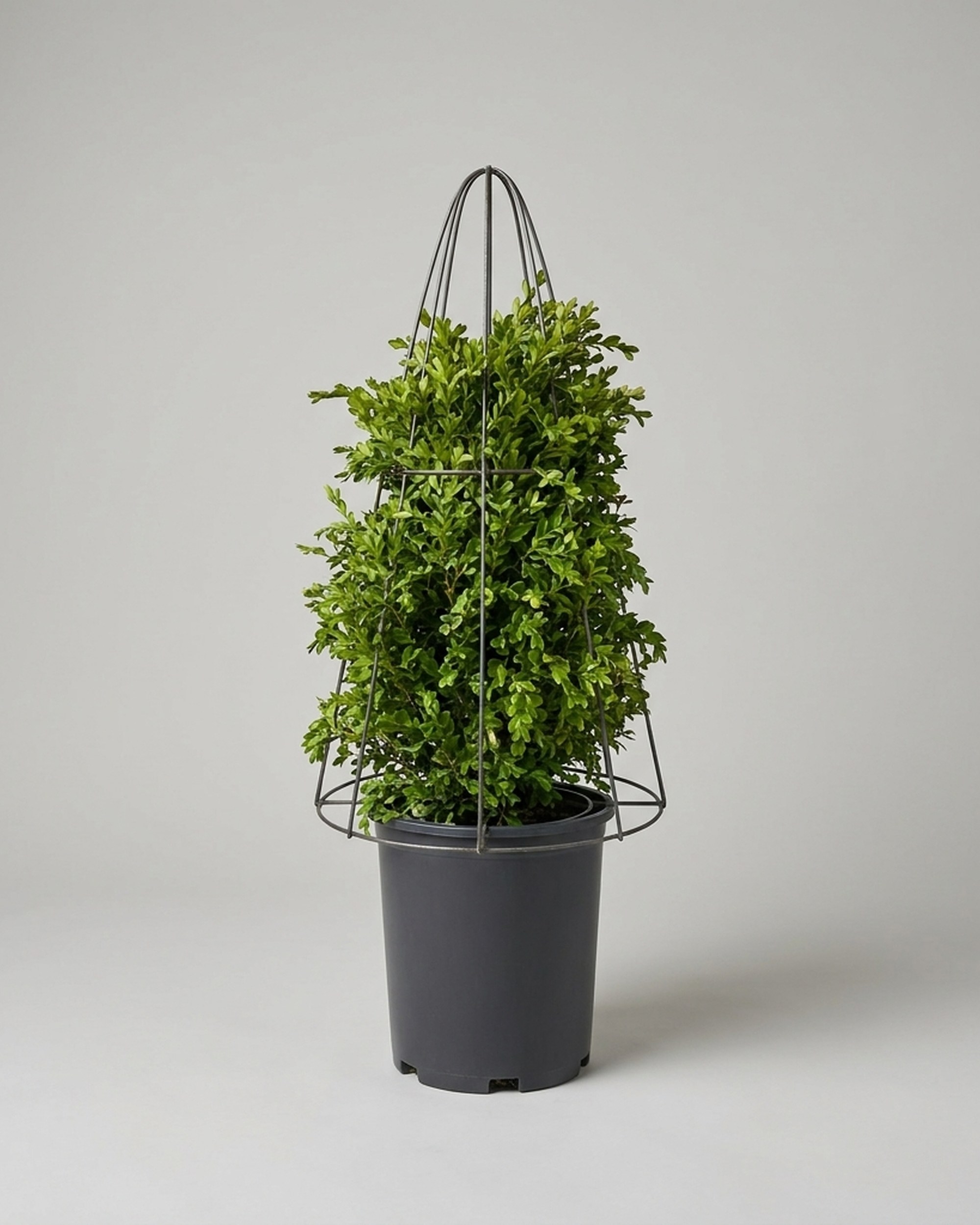 Boxwood Cone DIY Shaping Topiary, Wire frame Boxwood Cone DIY Shaping Topiary, Wire frame