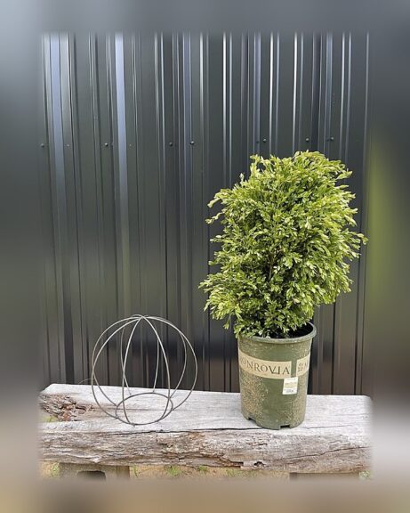 Landscapers & designers topiary by TopiaryTree