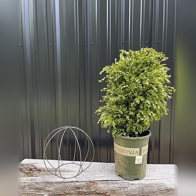 DIY Boxwood Globe Topiary Shaping Frame