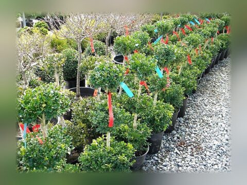 Boxwood Three-Ball 3 Gallon Topiary, Live