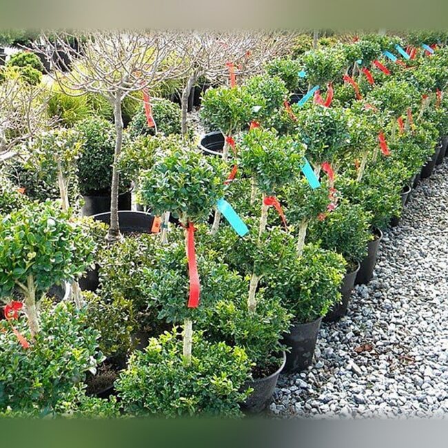 Live Boxwood Three-Ball Topiary, 3 Gallon