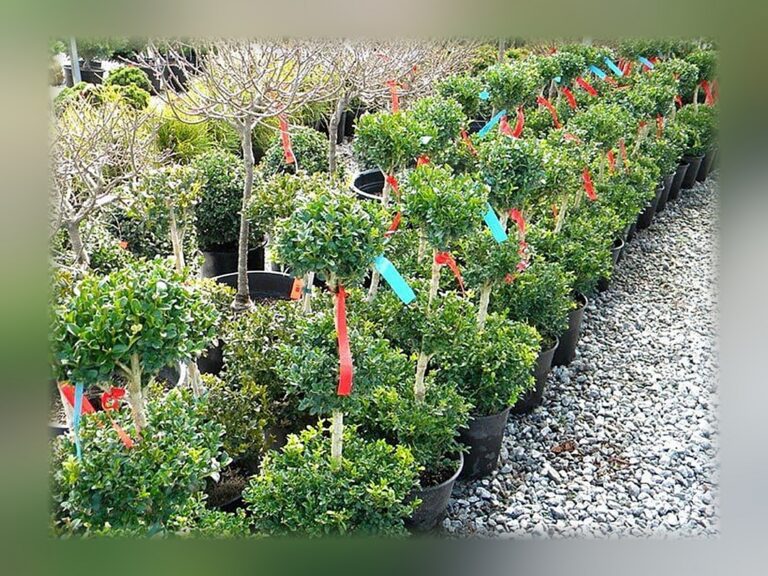 Live Boxwood Three-Ball Topiary, 3 Gallon