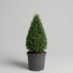 Live Boxwood Cone Topiary, 21-24 in