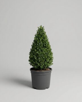Boxwood Cone Topiary, Live, 18–24 in