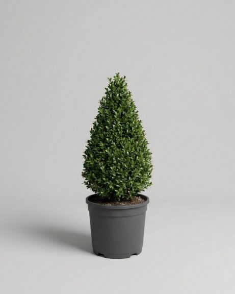 Live Boxwood Cone Topiary, 21-24 in