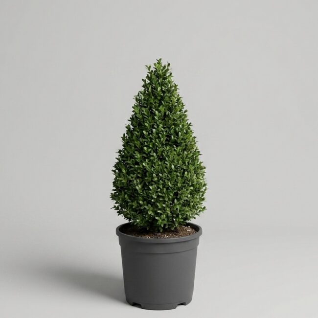 Live Boxwood Cone Topiary, 21-24 in