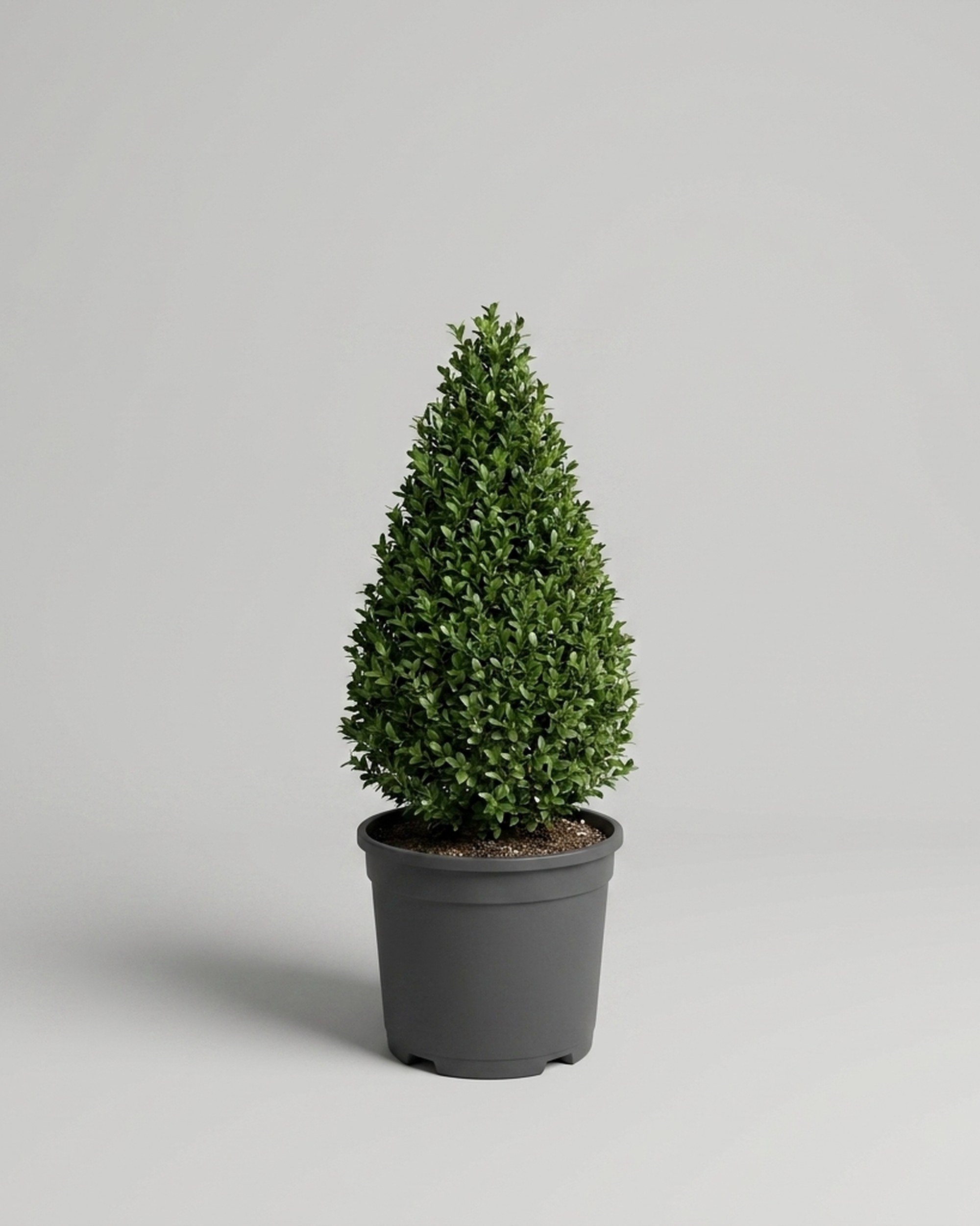 Boxwood Cone Topiary, Live, 18–24 in Boxwood Cone Topiary, Live, 18–24 in
