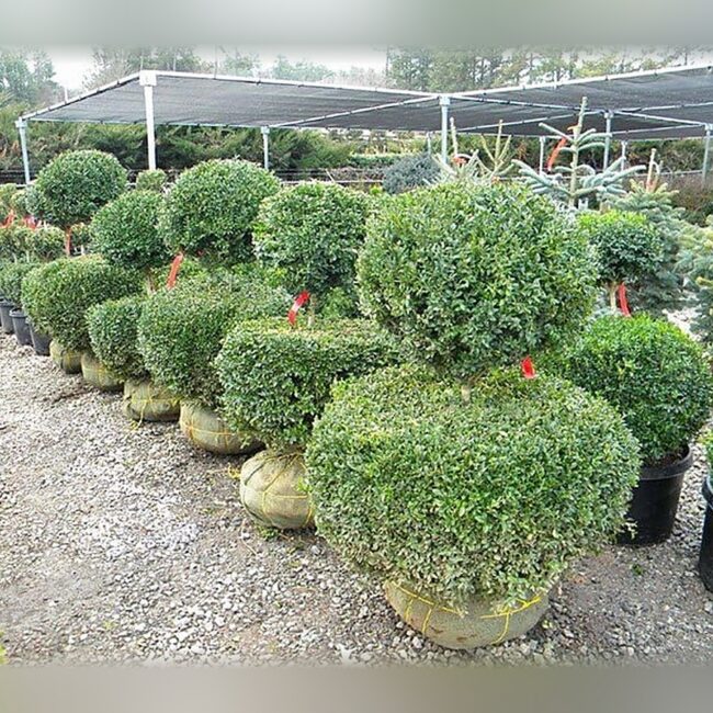 Boxwood 2-Ball Topiary, 36 Inch
