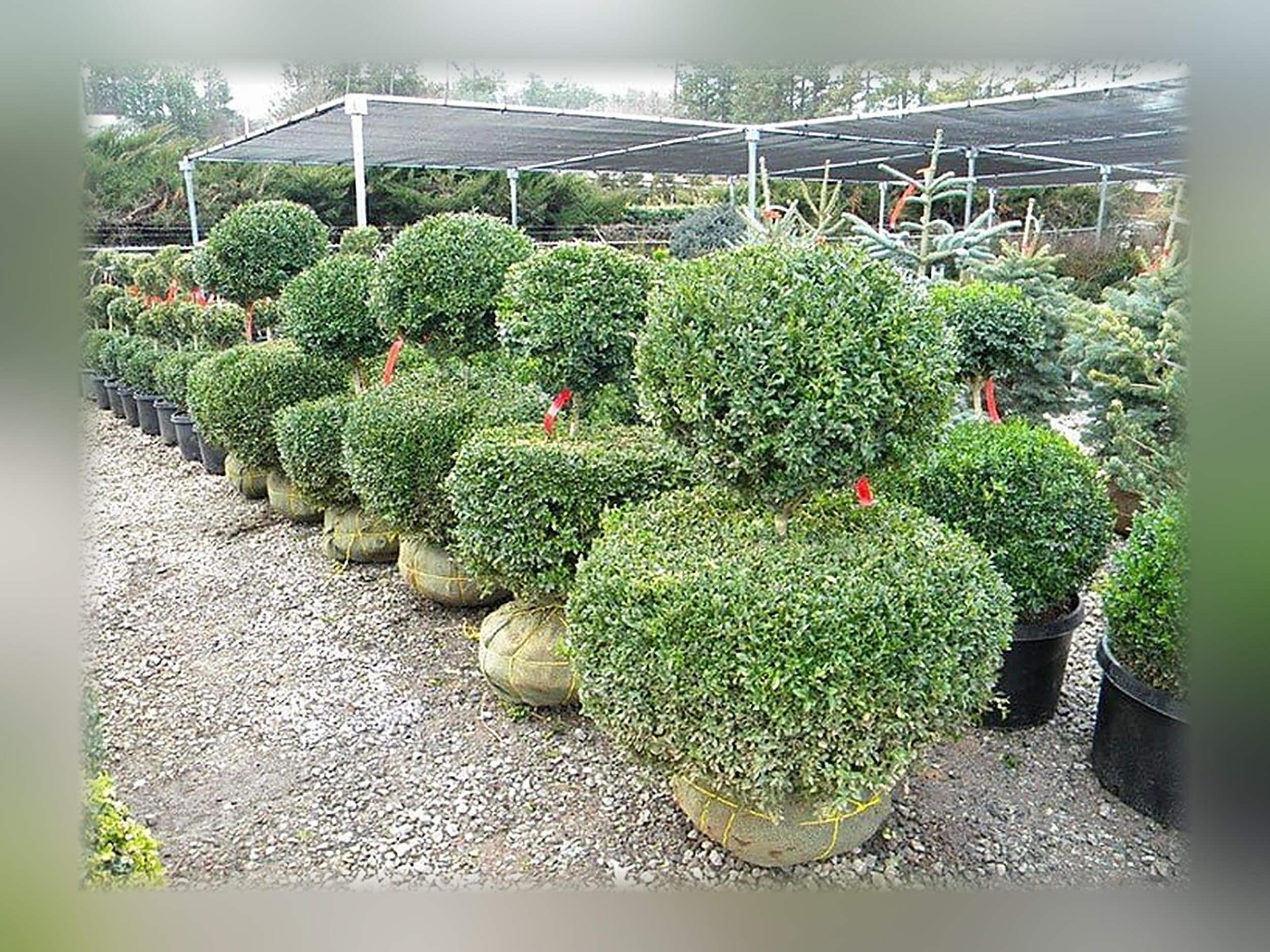 Boxwood 2-Ball Topiary, 36 in