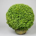 Boxwood Globe Topiary, 30 in
