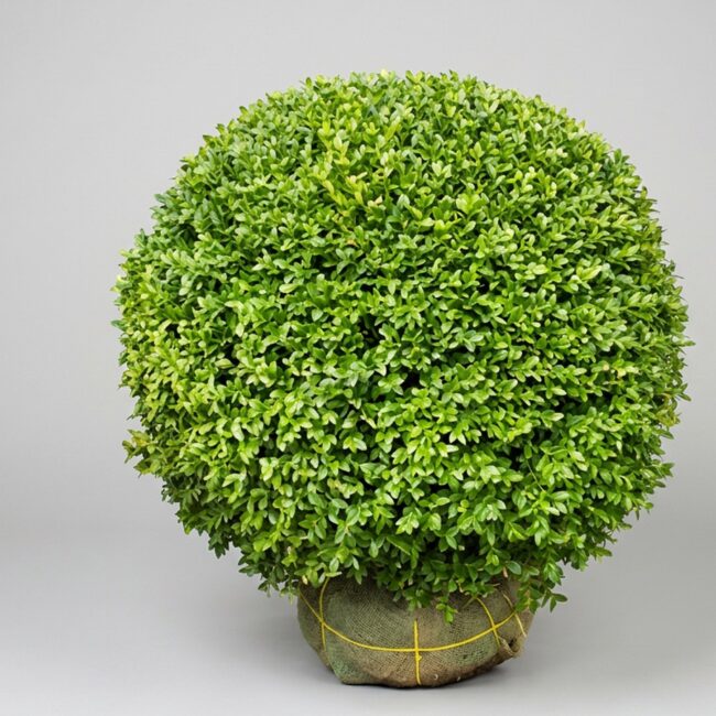 Boxwood Globe Topiary, 30 in