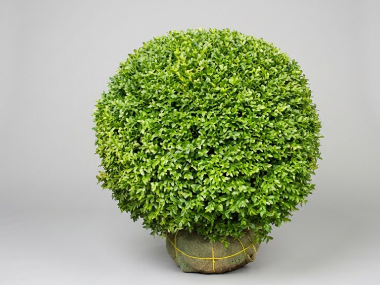 Boxwood Globe Topiary, 30 in