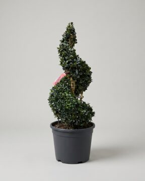 Spiral Topiary, Live, 24 in